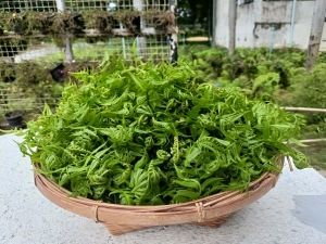 ผู้บริหาร มรภ.เทพสตรี เชิญชวนผู้ประกอบการร้านอาหารซื้อผลิตภัณฑ์ทางการเกษตรจากศูนย์ส่งเสริมการจัดการศึกษาตามพระบรมราโชบายฯ ไปประกอบอาหารจำหน่าย เพื่อสร้างโอกาสทางธุรกิจใหม่ ๆ และช่วยสนับสนุนเศรษฐกิจท้องถิ่นให้เติบโตอย่างยั่งยืน