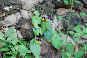 มรภ.เทพสตรี ร่วมงานสืบสานวัฒนธรรมประเพณี 