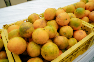 มรภ.เทพสตรี และ กระทรวง อว. จัดงานดนตรีในสวน : H.M. Song อว. บรรเลงเพลงของพ่อ เทิดพระเกียรติ รัชกาลที่ 9 เพื่อน้อมรำลึกถึงพระปรีชาสามารถด้านดนตรี และสืบสานบทเพลงพระราชนิพนธ์โดยคนรุ่นใหม่