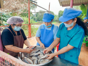 ศูนย์ส่งเสริมการจัดการศึกษาตามพระบรมราโชบาย มรภ.เทพสตรี สานต่อศาสตร์พระราชา ลงพื้นที่ถ่ายทอดทักษะการทำปลาส้ม เสริมสร้างอาชีพแก่ชุมชน ต.โพสังโฆ จ.สิงห์บุรี