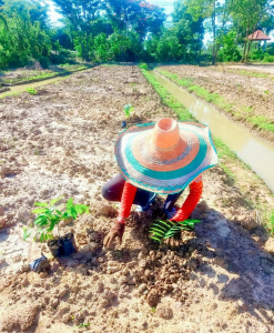 มรภ.เทพสตรี เดินหน้าอนุรักษ์พันธุ์พืชพื้นถิ่นเมืองลพบุรี นำน้อยหน่าพระนารายณ์มหาราช ทดลองปลูกในแปลงเกษตรผสมผสาน เตรียมขยายพันธุ์สู่ชุมชน
